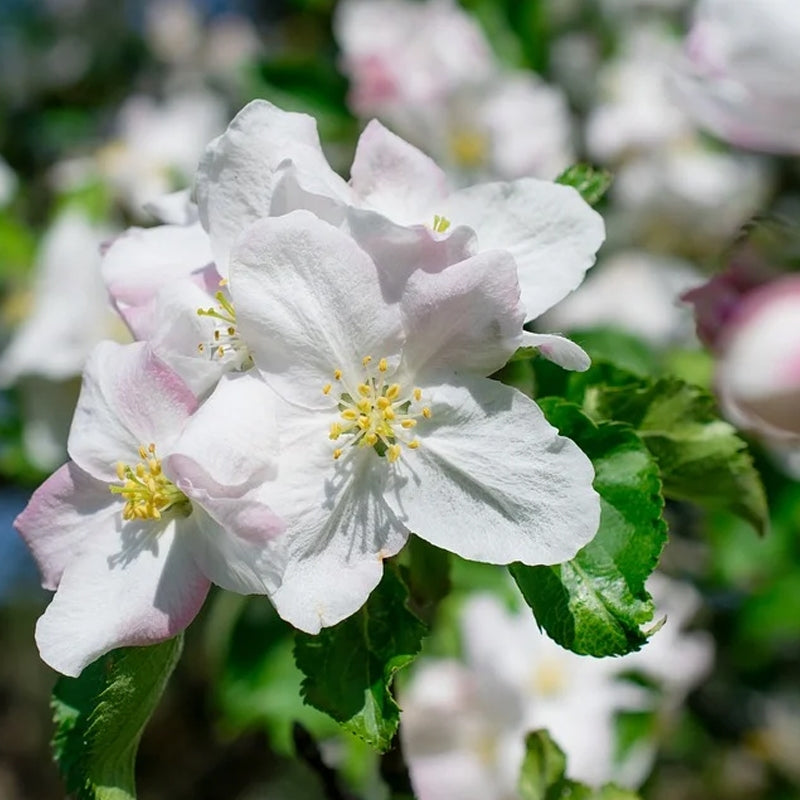 Weiß Crabapple Blumensamen zur Aussaat – duftend Blüten – Traditionssorte & ohne Gentechnik Samen Hausgarten