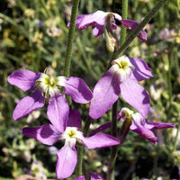 Mathiola Longipetala Blumensamen zur Aussaat leuchtend Blüten Traditionssorte & ohne Gentechnik Samen Hausgarten