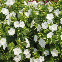Weiß Mirabilis Blumensamen zur Aussaat leuchtend Blüten Traditionssorte & ohne Gentechnik Samen Hausgarten