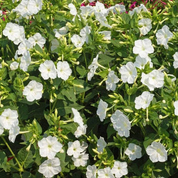Weiß Mirabilis Blumensamen zur Aussaat leuchtend Blüten Traditionssorte & ohne Gentechnik Samen Hausgarten