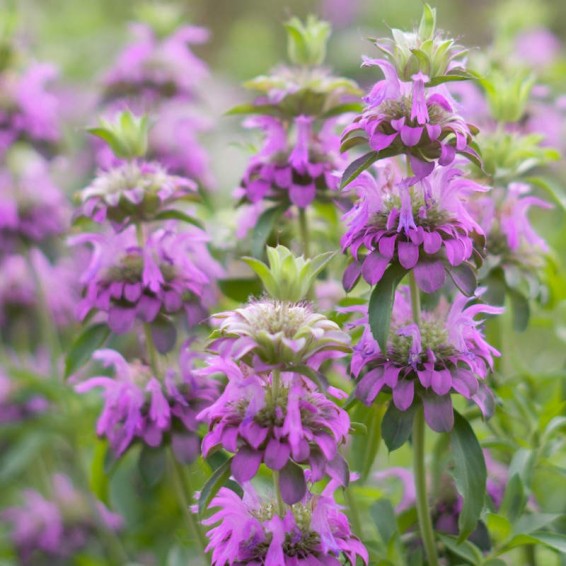 Violett Citriodora Blumensamen einfache Aussaat