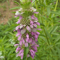 Violett Lemon Bee Blumensamen zur Aussaat Schnitt Blume beliebt Traditionssorte & ohne Gentechnik Samen Hausgarten
