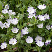 Weiß Blau Maculata Blumensamen zur Aussaat ideal Creating Garten Blüten und Attracting Pollinators