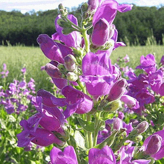 Violett Penstemon Blumensamen zur Aussaat – robust Sorte – Traditionssorte & ohne Gentechnik Samen Hausgarten