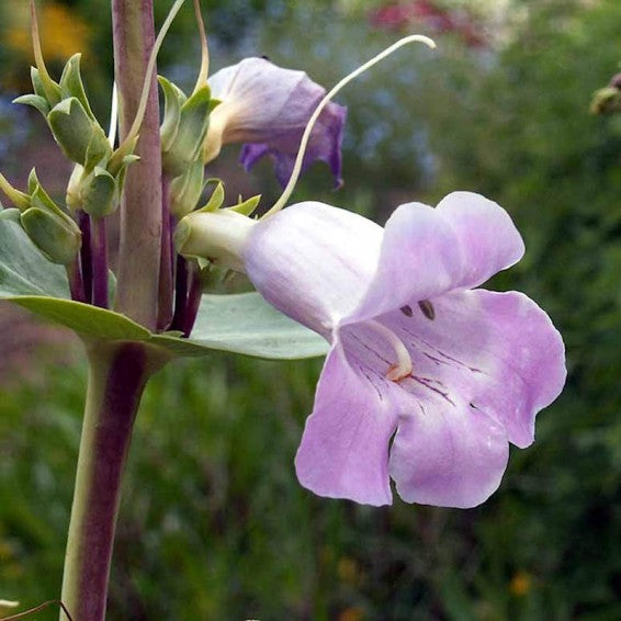 Penstemon Grandiflorus Blumensamen zur Aussaat – kompakt Wuchs Traditionssorte & ohne Gentechnik Samen Hausgarten