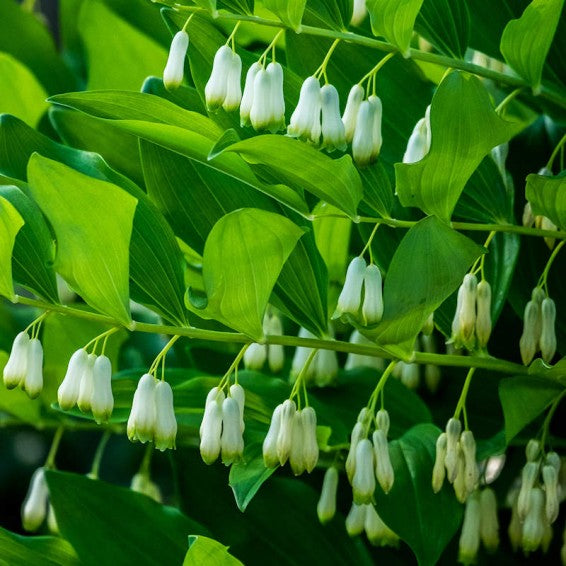 Polygonatum Canaliculatum Blumensamen zur Aussaat hochwertige Qualitäts- Traditionssorte & ohne Gentechnik Samen Hausgarten