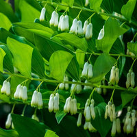 Polygonatum Canaliculatum Blumensamen zur Aussaat hochwertige Qualitäts- Traditionssorte & ohne Gentechnik Samen Hausgarten