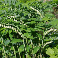 Polygonatum Canaliculatum Blumensamen zur Aussaat hochwertige Qualitäts- Traditionssorte & ohne Gentechnik Samen Hausgarten