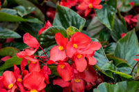 Begonia (begonia blume) samen for anpflanzung in home garten