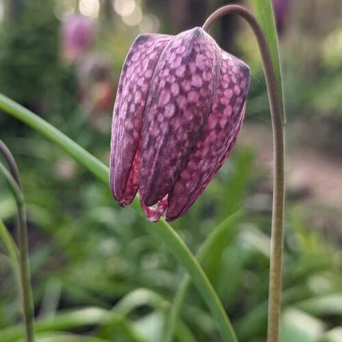 Fritillaria Blumensamen zur Aussaat – farbenfroh Schau – Traditionssorte & ohne Gentechnik Samen Hausgarten