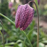 Fritillaria Blumensamen zur Aussaat – farbenfroh Schau – Traditionssorte & ohne Gentechnik Samen Hausgarten
