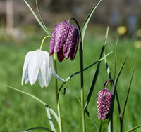 Fritillaria Blumensamen zur Aussaat – farbenfroh Schau – Traditionssorte & ohne Gentechnik Samen Hausgarten