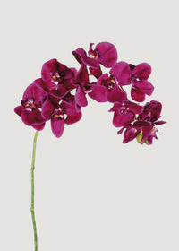Lila (lila phalaenopsis) samen for anpflanzung in home garten