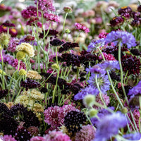 Scabiosa Blumensamen zur Aussaat Landhaus Garten wichtig Traditionssorte & ohne Gentechnik Samen Hausgarten