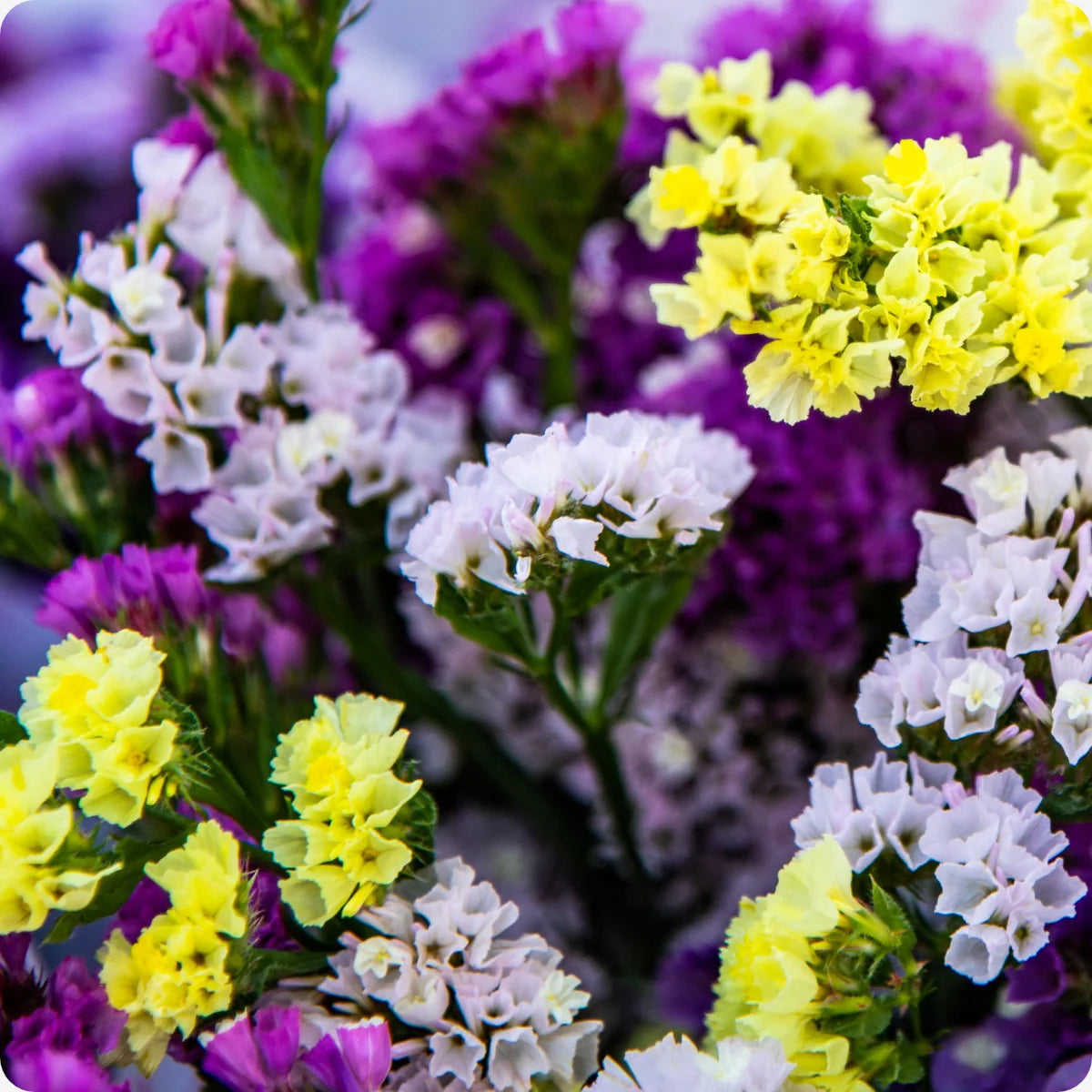 Limonium Blumensamen zur Aussaat robust Sorte Traditionssorte & ohne Gentechnik Samen Hausgarten