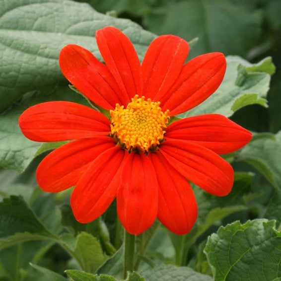 Orange Tithonia Blumensamen zur Aussaat – leuchtende einjährige Blüten