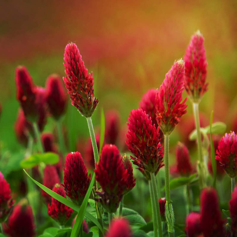 Rot Clover Blumensamen zur Aussaat – saisonal Dauerblüher – Traditionssorte & ohne Gentechnik Samen Hausgarten