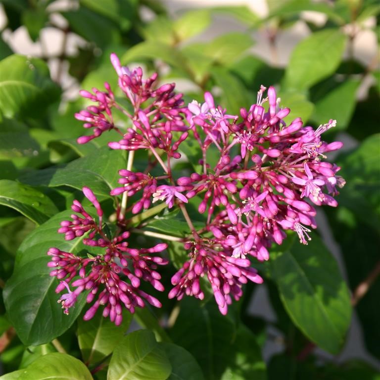 Lila Fuchsie Blumensamen zur Aussaat – saisonal Dauerblüher – Traditionssorte & ohne Gentechnik Samen Hausgarten