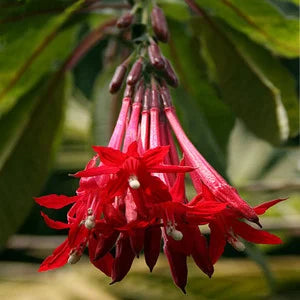 dunkel Kastanienrot Rot Fuchsie Blumensamen zur Aussaat Wildblume Mischung Traditionssorte & ohne Gentechnik Samen Hausgarten