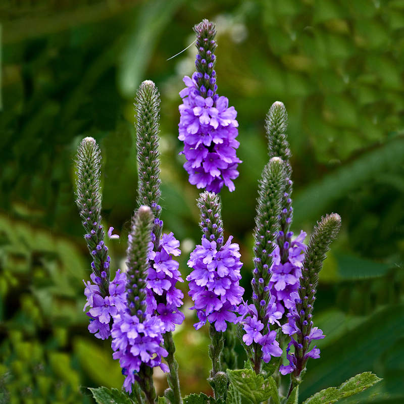 Vervain Blumensamen zur Aussaat robust Sorte Traditionssorte & ohne Gentechnik Samen Hausgarten