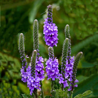 Vervain Blumensamen zur Aussaat robust Sorte Traditionssorte & ohne Gentechnik Samen Hausgarten