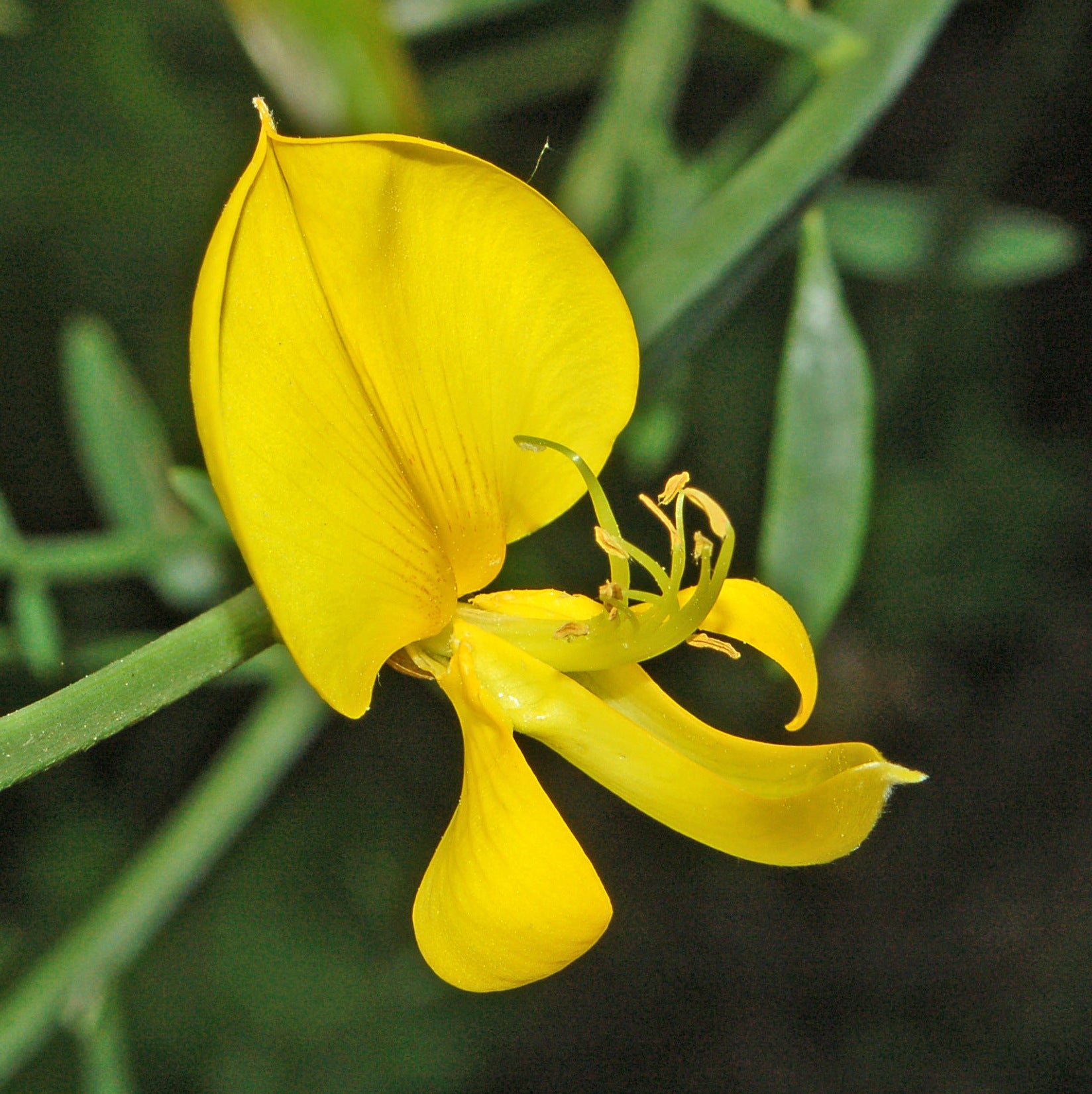 Spartium Junceum Blumensamen zur Aussaat lang Blüte Saison Traditionssorte & ohne Gentechnik Samen Hausgarten