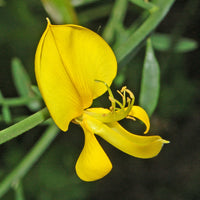 Spartium Junceum Blumensamen zur Aussaat lang Blüte Saison Traditionssorte & ohne Gentechnik Samen Hausgarten