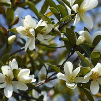 Creme Michelia Blumensamen zur Aussaat – Schnitt Blume beliebt – Traditionssorte & ohne Gentechnik Samen Hausgarten