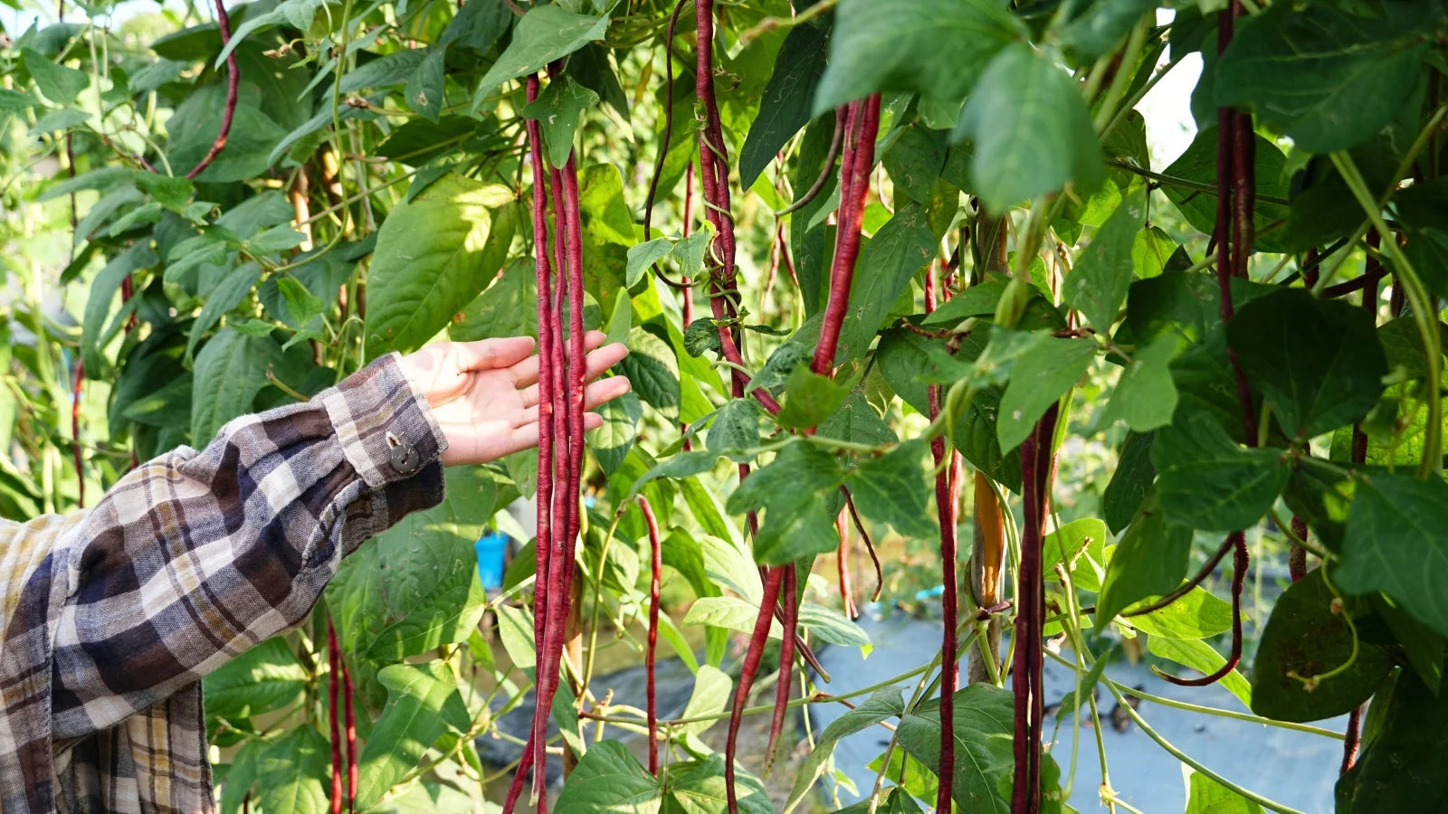 Rot Long Bean Gemüsesamen for Gardens