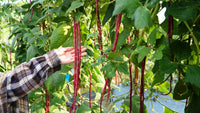 Rot Long Bean Gemüsesamen for Gardens
