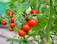 Rot Bell Tomate Gemüsesamen  Perfect for Home Growing