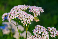 Valeriana Blumensamen zur Aussaat saisonal Dauerblüher Traditionssorte & ohne Gentechnik Samen Hausgarten