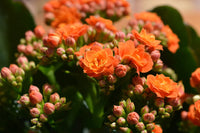 Rot Gelb Flammendes Käthchen Blumensamen zur Aussaat Bestäuber freundlich Traditionssorte & ohne Gentechnik Samen Hausgarten