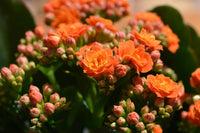 Orange Flammendes Käthchen Samen Anzucht leuchtend Succulent Blüten für Ihren Garten