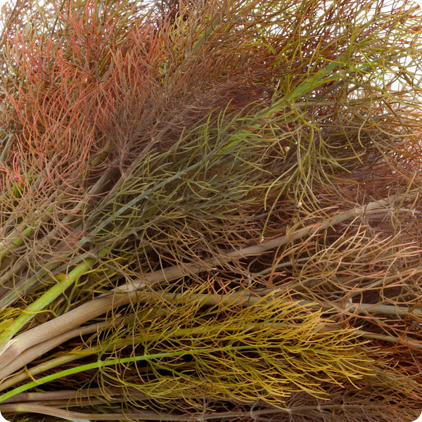 fennel samen bronze foeniculum vulgare