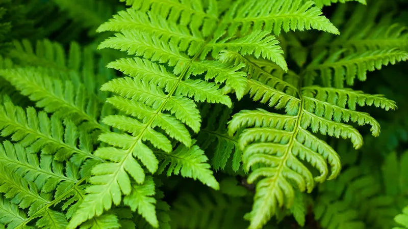 mehrfarbig Fern zur Aussaat hochwertige Qualitäts- Traditionssorte & ohne Gentechnik Samen Hausgarten