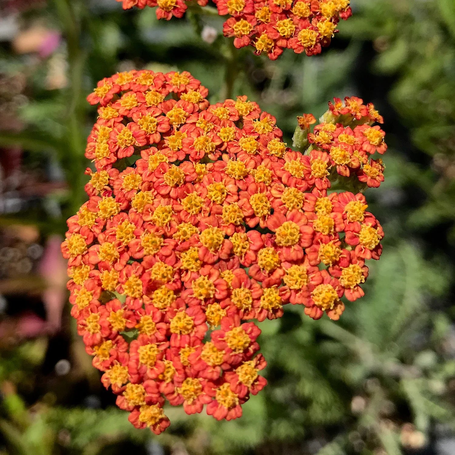 Gelb Yarrow Blumensamen zur Aussaat – saisonal Dauerblüher – Traditionssorte & ohne Gentechnik Samen Hausgarten