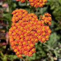 Gelb Yarrow Blumensamen zur Aussaat – saisonal Dauerblüher – Traditionssorte & ohne Gentechnik Samen Hausgarten