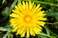 Dandelion Samen zur Aussaat Garten Wuchs – -Qualitäts- Samen einfache Aussaat