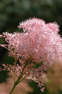 Grün Filipendula Blumensamen zur Aussaat – duftend Blüten – Traditionssorte & ohne Gentechnik Samen Hausgarten