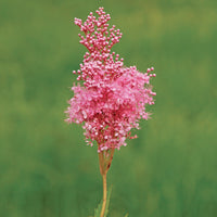 Grün Filipendula Blumensamen zur Aussaat – duftend Blüten – Traditionssorte & ohne Gentechnik Samen Hausgarten