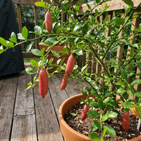 Fingerlimette Samen Citrus australasica