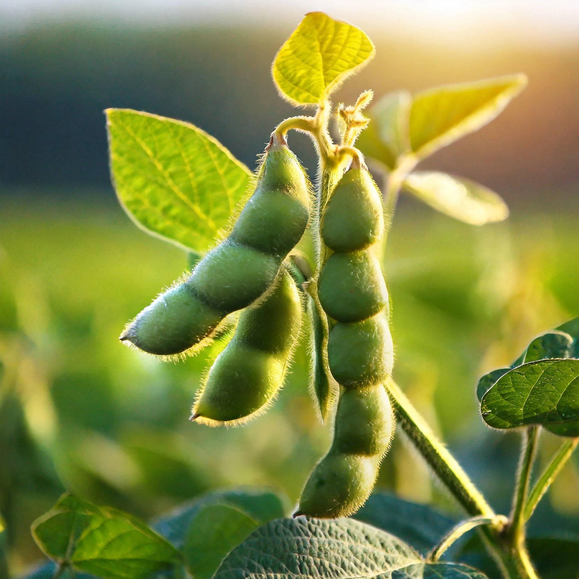 Braun Soybean Planting Samen for Gemüse Gardening