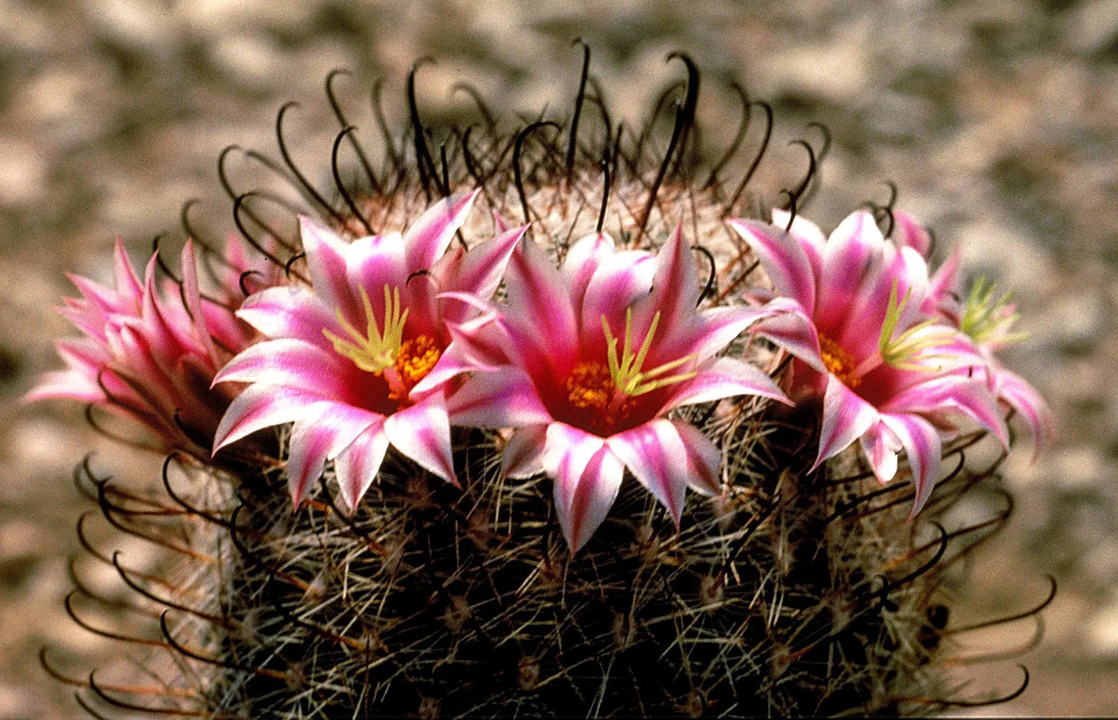 Gemischt Mammillaria Blumensamen zur Aussaat farbenfroh Schau Traditionssorte & ohne Gentechnik Samen Hausgarten