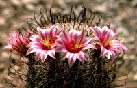 Gemischt Mammillaria Blumensamen zur Aussaat farbenfroh Schau Traditionssorte & ohne Gentechnik Samen Hausgarten