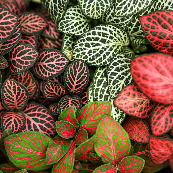 High germination fittonia verschaffeltii samen