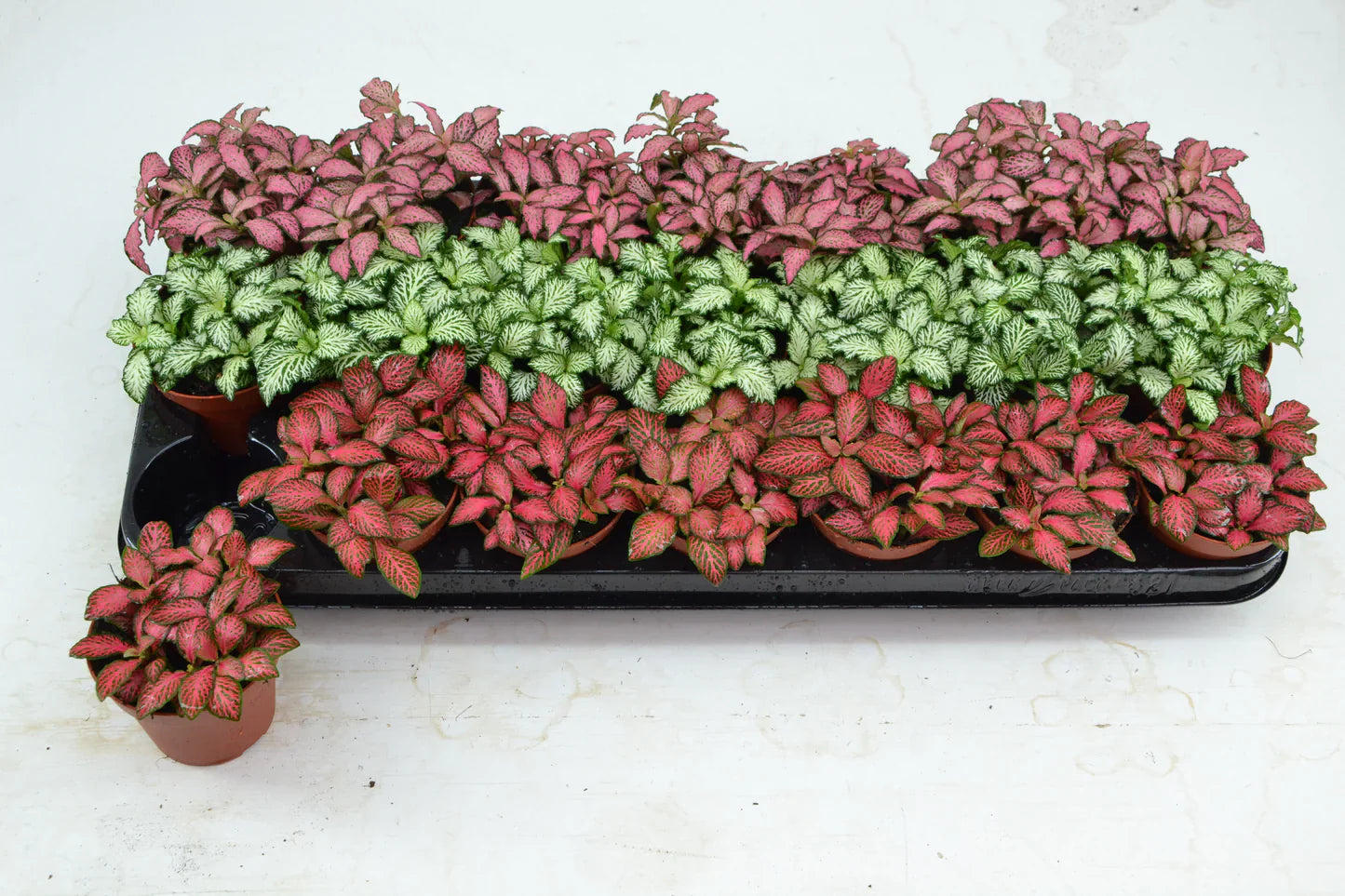 Ornamental fittonia foliage pflanze