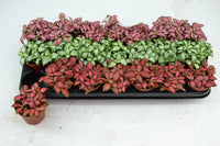 Ornamental fittonia foliage pflanze
