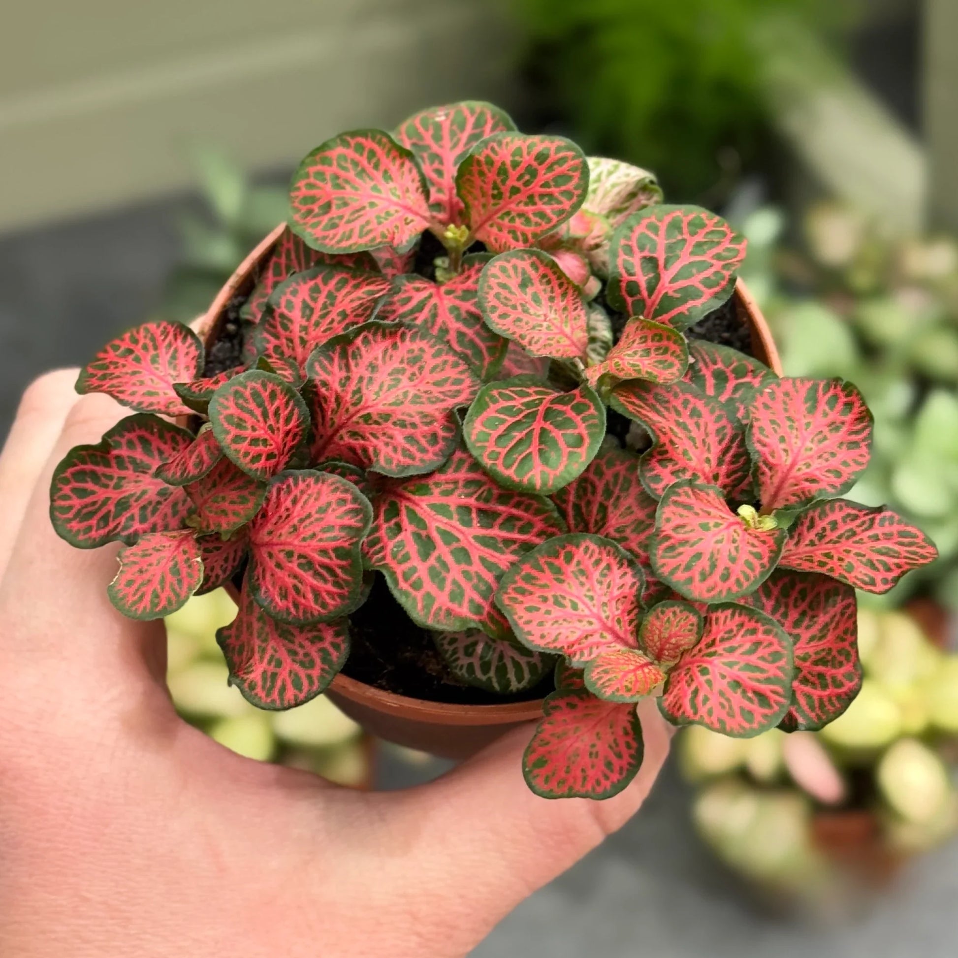 Fittonia verschaffeltii in töpfen and containers