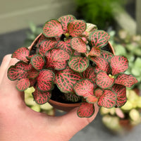 Fittonia verschaffeltii in töpfen and containers